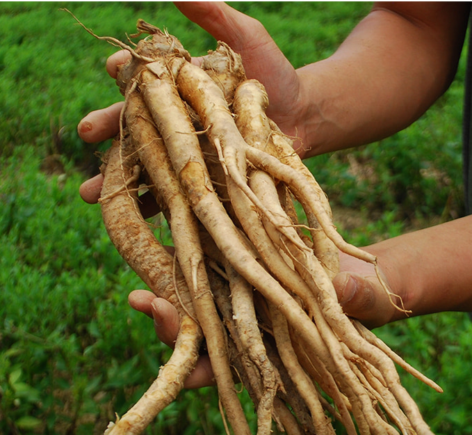 Korean Bellflower Root Extract Concentrate (100% Doraji) – 250g